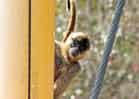 動物図鑑・ジェフロイクモザルの写真 2